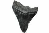 Serrated, Fossil Megalodon Tooth - South Carolina #234018-1